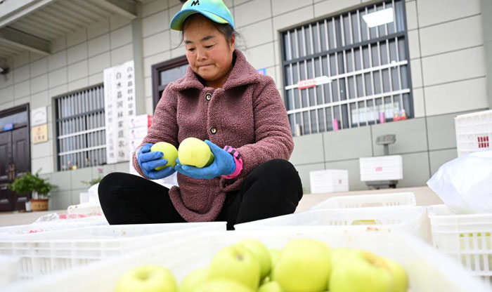 蘋果紅滿枝 果農(nóng)笑開顏——陜西白水縣蘋果豐收一線見聞