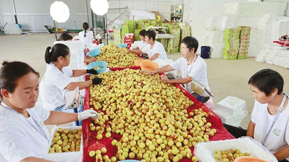 一颗冬枣串起百亿产业链