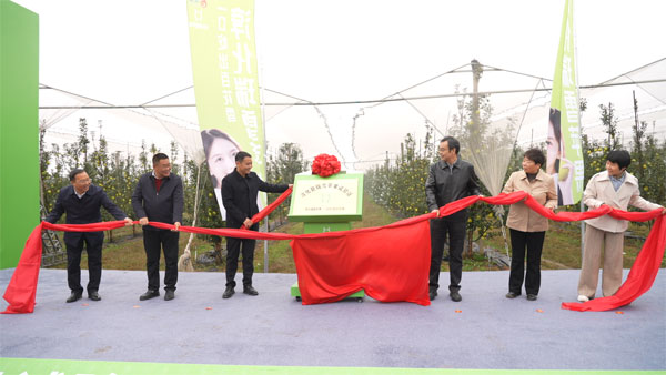 淳化瑞雪苹果试验示范站揭牌 着力打造全国瑞雪苹果示范基地