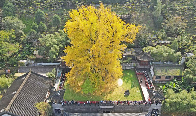 千年银杏满树金 游客秋日赏胜景