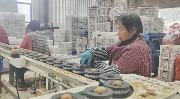 解码杨凌农科城创新实践 | 科技赋能全链革新 杨凌猕猴桃“破圈”助农增收