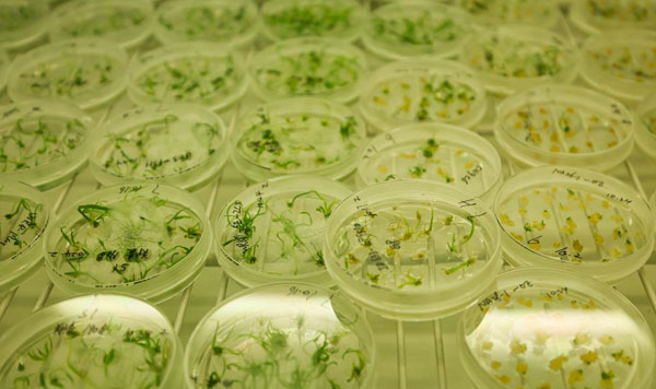 解码杨凌农科城创新实践丨作物抗逆与高效生产全国重点实验室：破解作物“基因密码” 将论文“写”在广阔田地