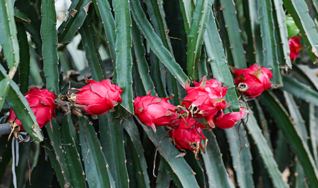 北方大棚种出热带“红宝石”——解码青皮她