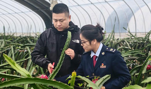 洋縣：十月“紅果”滿棚香 產(chǎn)業(yè)興旺“誠(chéng)信幫