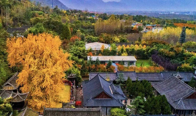 西安古觀音禪寺千年銀杏火出圈 網(wǎng)上預(yù)約錯(cuò)