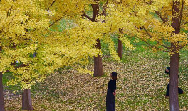 陜西西安：銀杏林由綠轉(zhuǎn)黃吸引市民游玩