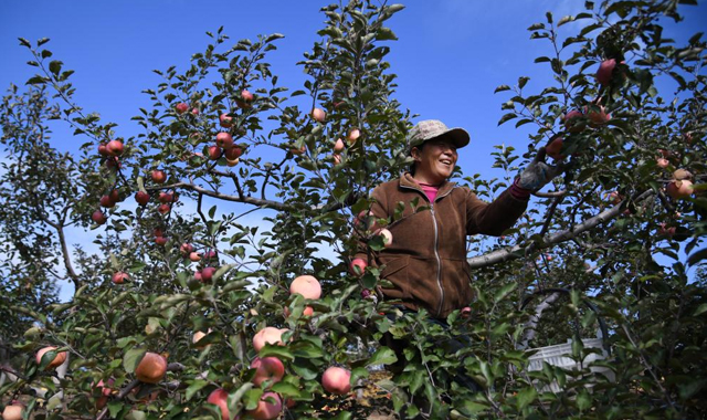 榆林：發(fā)展蘋果產(chǎn)業(yè)“造綠生金”