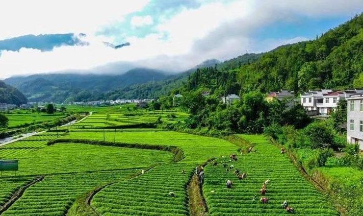 年产值破 560亿元，带动超50万人就业—— 安康以“硒”为媒推动特色产业融合发展