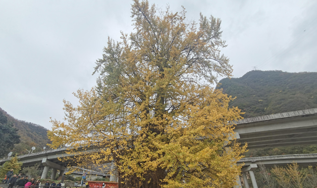 金秋赴约！留坝四千年的绿色“金”典