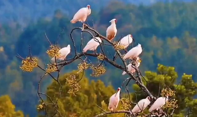 冬日朱鹮舞翩跹