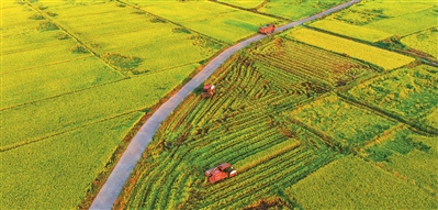 China's seed industry revitalization initiative yields remarkable results