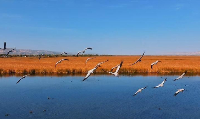 陕西黄河湿地绘就秀美画卷