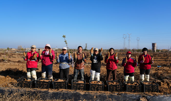 靖邊：產業興 豐收甜