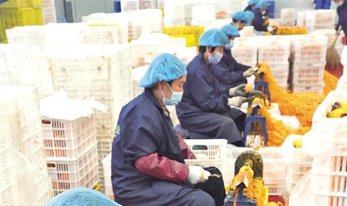 小柿子闯出大市场 富平县柿子全产业链年产值超过85亿元