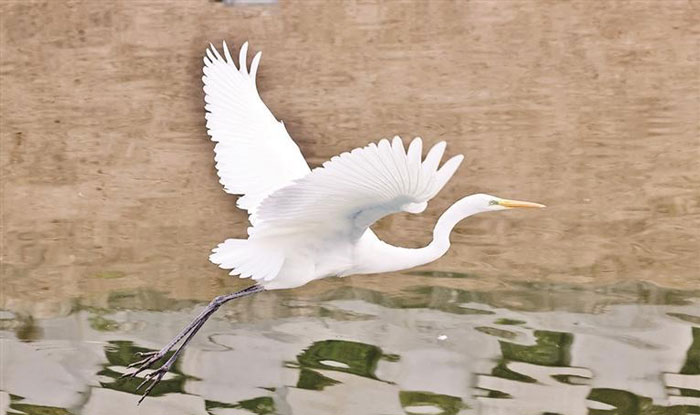 護城河上白鷺飛