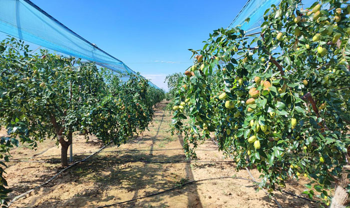 佳縣：千年棗鄉(xiāng)煥新顏 紅棗串起振興鏈