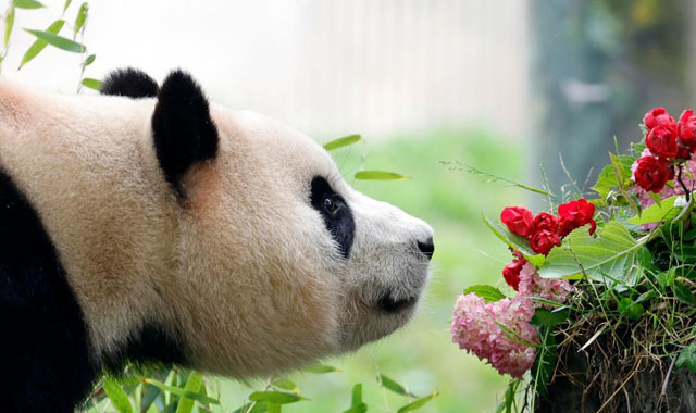 新華社出圖丨這次，我們來看大熊貓！