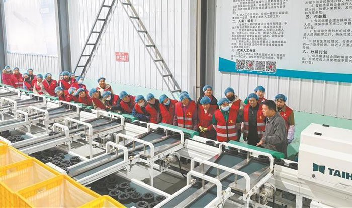 旬邑：政校企联动奏响苹果产业升级“三重奏”