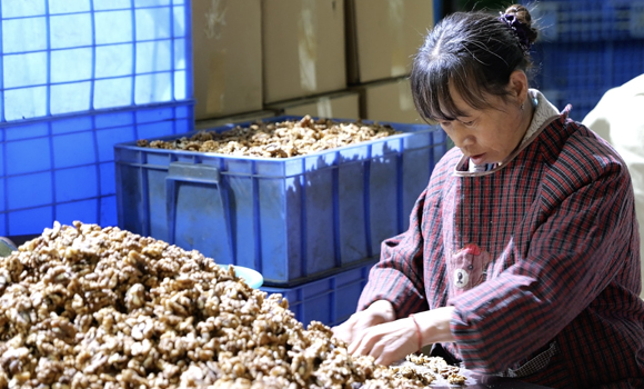 商洛：小核桃闯荡大世界