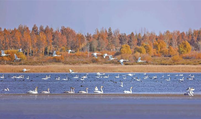 陕西迎来数万候鸟迁徙 群鸟齐飞 碧波映羽