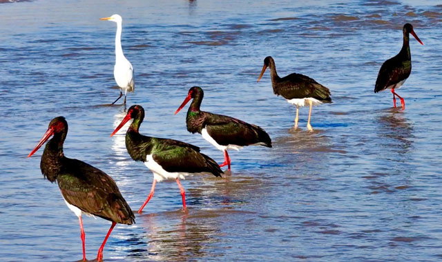 昔日“过客” 今朝“居民”  “鸟中大熊猫