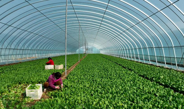 陕西扶风：小蔬菜托起增收大产业