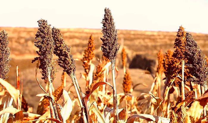 聚焦榆阳“丰”景 | 大河塔镇：高粱映红好日子