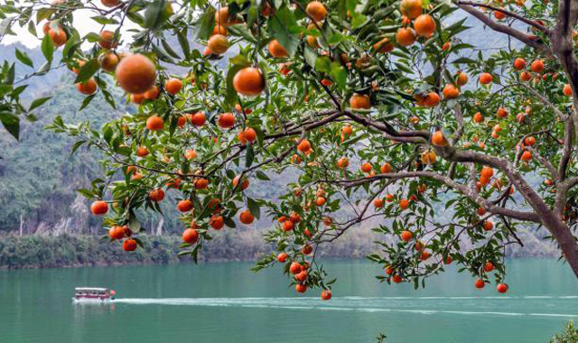 秦巴腹地迎柑橘丰收季 游人采摘兴致浓