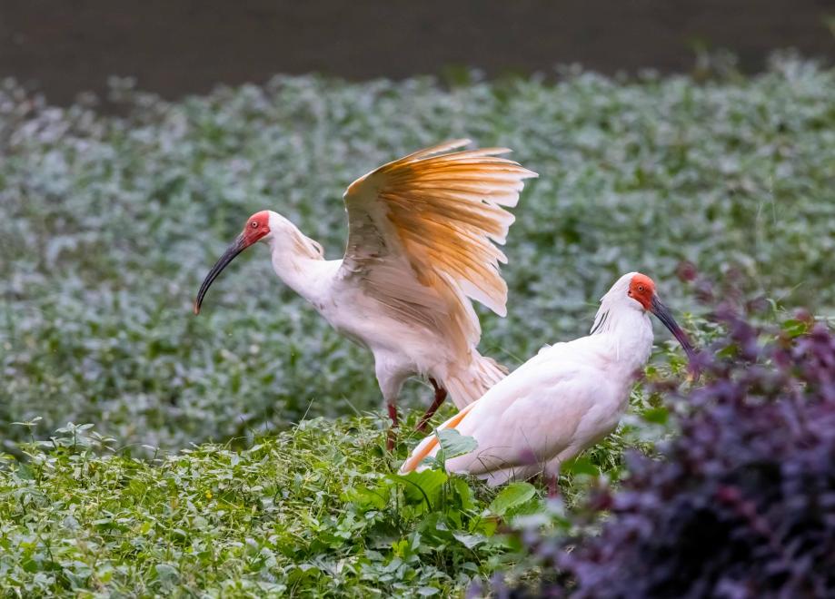 'Home of Crested Ibis' leverages ecological resources for sustainable prosperity