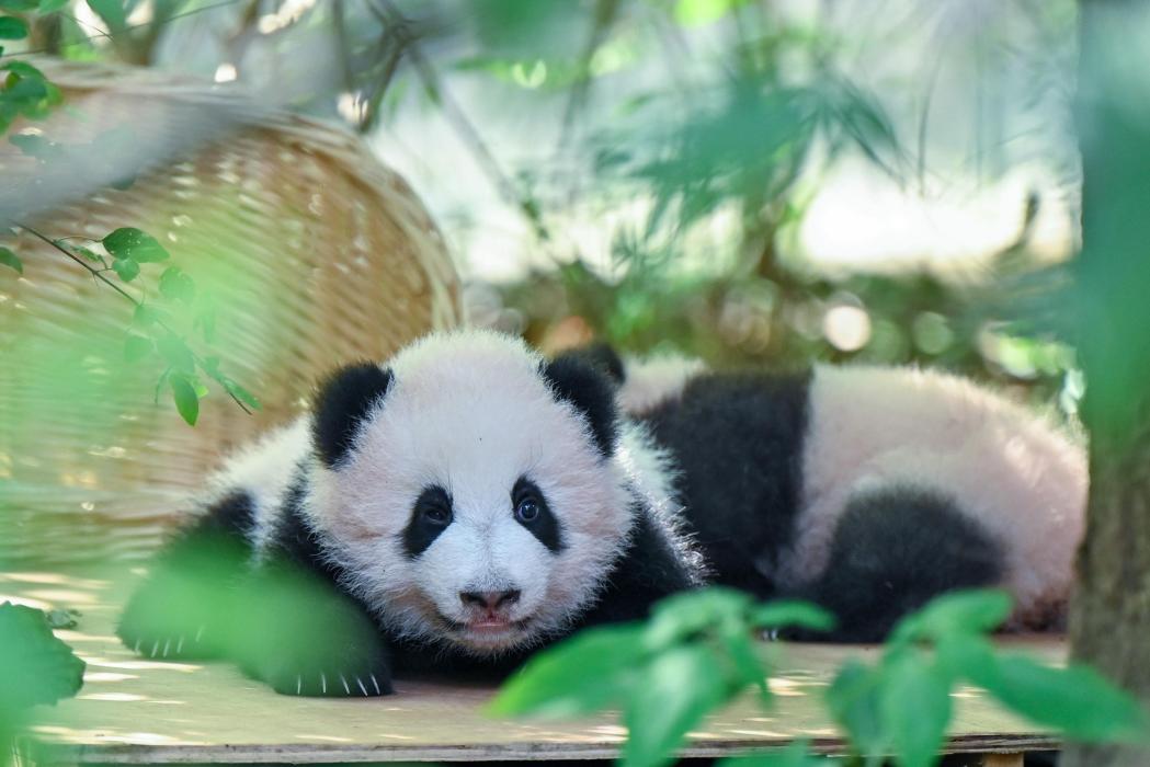 China strengthens all-round protection for giant pandas