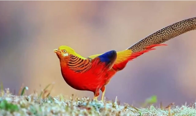 秦岭山林红腹锦鸡唯美演绎求偶剧