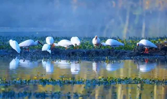 冬日朱鹮翩翩起舞美如国画