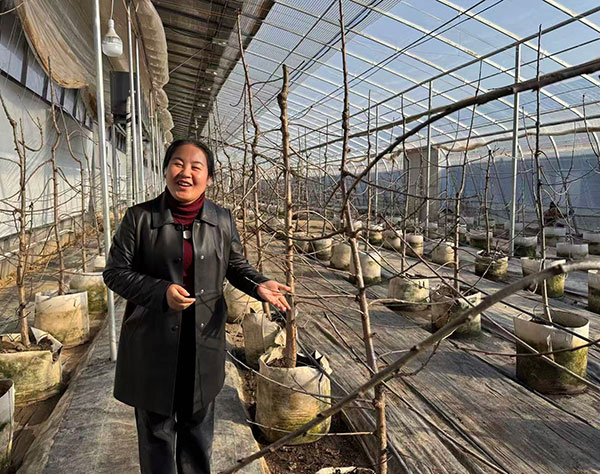 【委員風(fēng)采】把履職答卷寫在“移動(dòng)果園”里 ——記印臺(tái)區(qū)政協(xié)委員葛風(fēng)霞和她的委員學(xué)習(xí)實(shí)踐基地