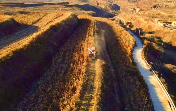 大河塔高粱喜获丰收