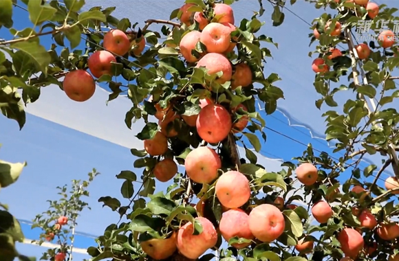 鄉村深鏡頭丨陜西洛川：蘋果新品種 鼓了果農“錢袋子”