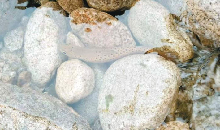 生活在山溪里的“大海遺子” 解碼“水中活化石”秦嶺細鱗鮭