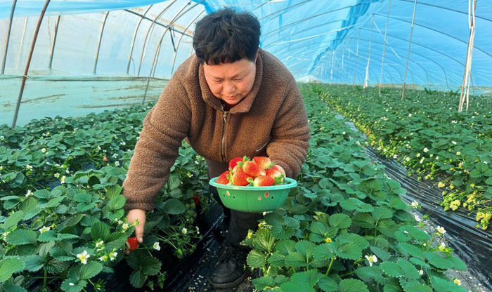 陜西眉縣：冬日草莓迎來采摘季