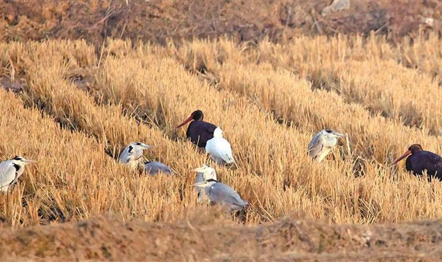 黄河湿地迎来大批迁徙候鸟