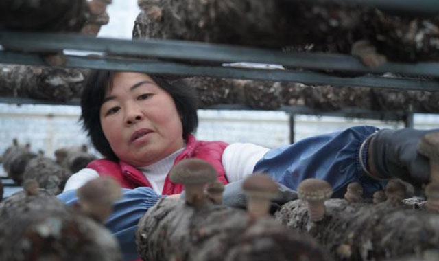 探寻深山小村的“千万产业” 秦岭腹地返乡