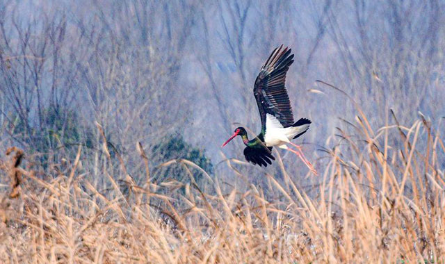 秦岭脚下稻田发出生态“邀约” 黑鹳越冬迁