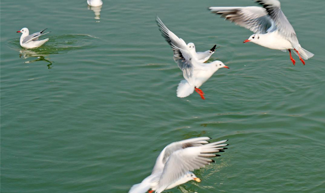 世博园来了红嘴鸥