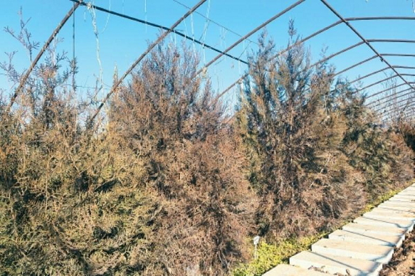 端牢“中国饭碗”攻关种业“芯片” 航天育